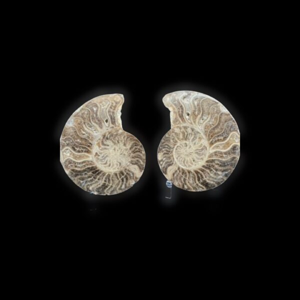 Large Ammonite Pair