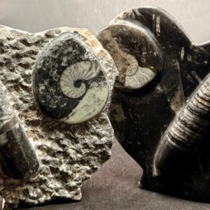 Stand Up Fossils from Morocco